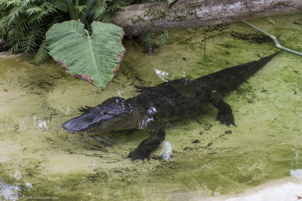 Explore The Great Outdoors At Flamingo Gardens In South Florida