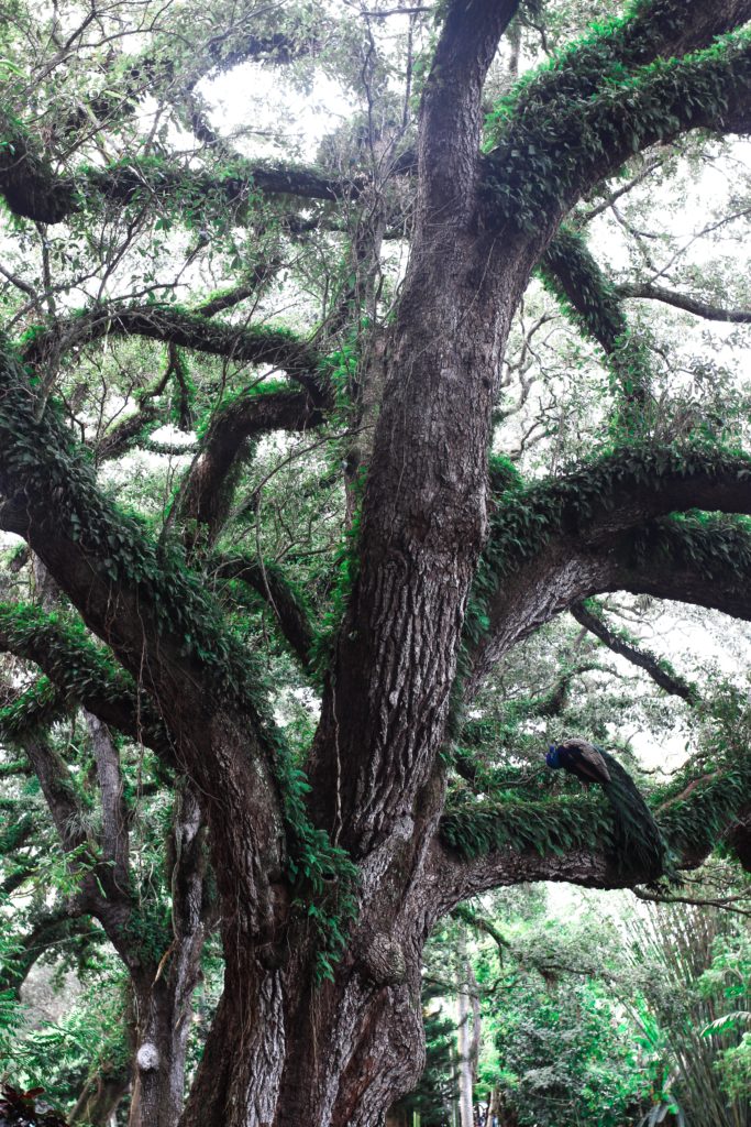 Explore The Great Outdoors At Flamingo Gardens In South Florida