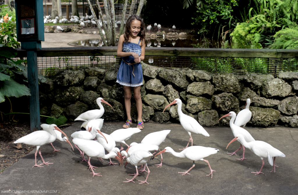 Visiting Flamingo Gardens In South Florida