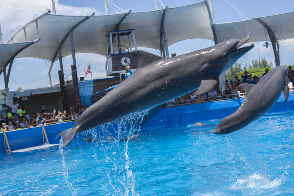 10 Reasons To Visit The Miami Seaquarium In South Florida