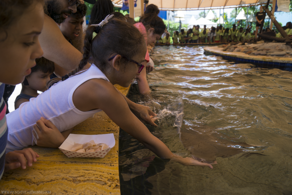 10 Reasons To Visit The Miami Seaquarium In South Florida